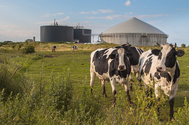 Holstein cattle grazing in a green pasture with silos and a domed structure behind