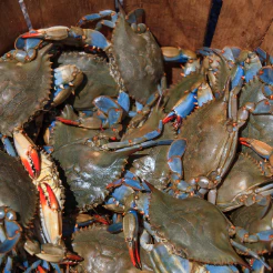 Pile of live blue crabs with red-tipped claws