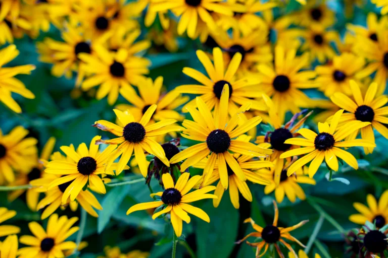 Cluster of yellow black-eyed Susan flowers in bloom