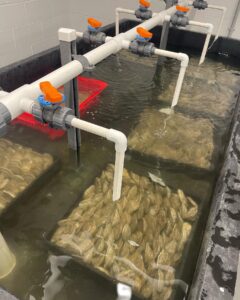 FerryCoveOysters1