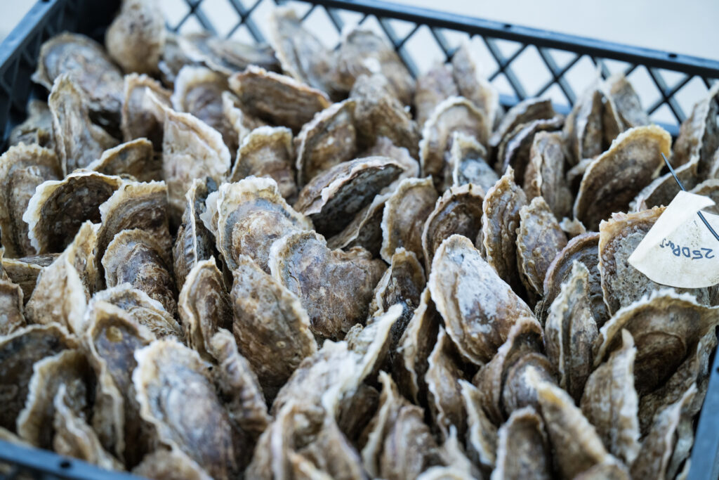 wild oysters