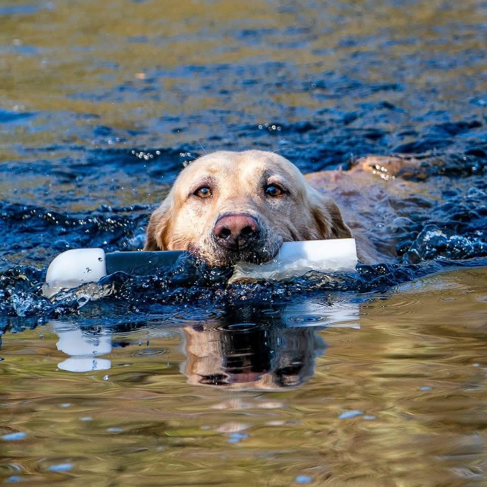 Waterfowl Festival Retriever Demonstrations