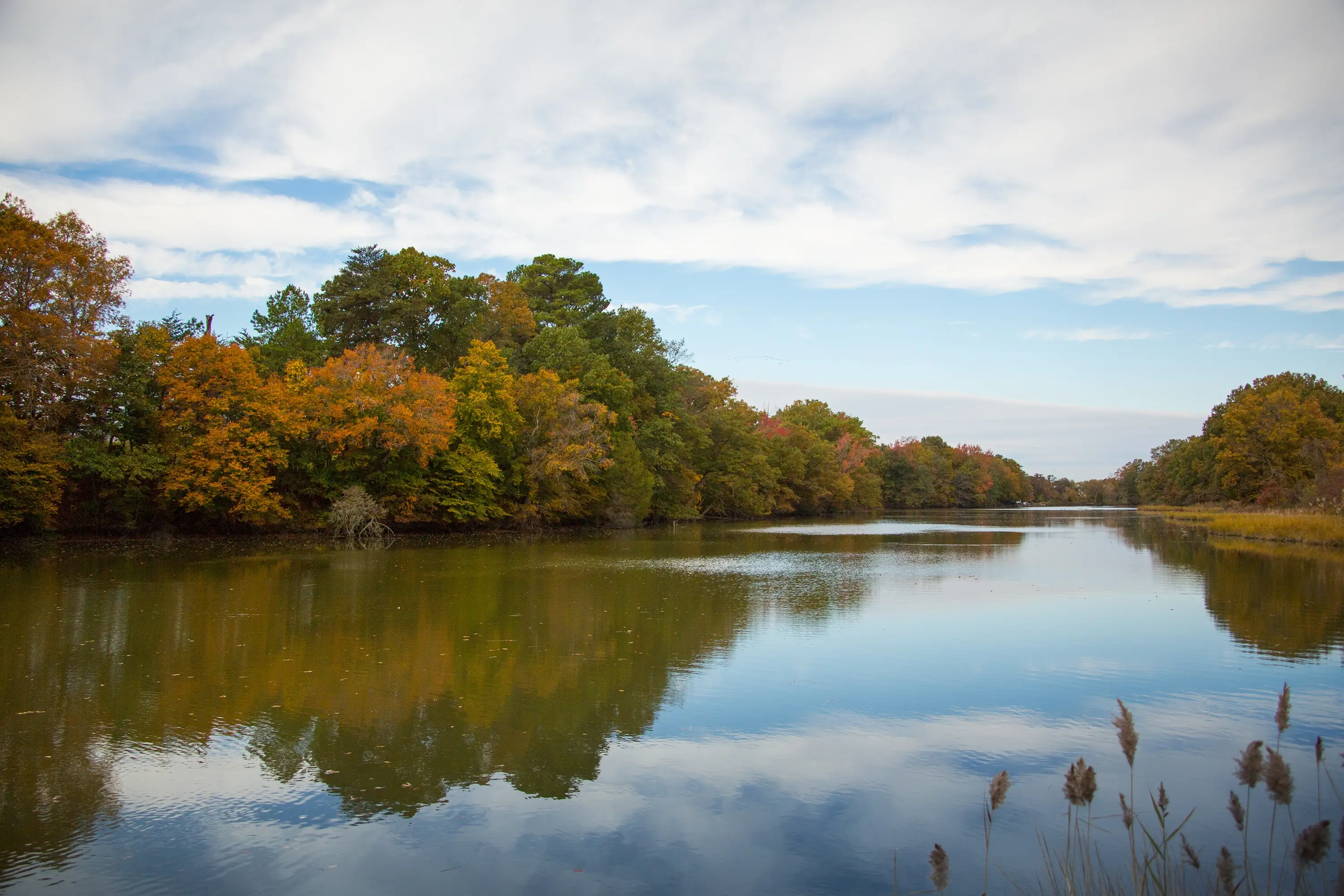 The shoreline with trees in fall